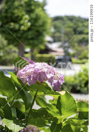 鎌倉246 本覚寺4 紫陽花 鎌倉246 本覚寺4 紫陽花 116199916