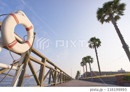 白い救命浮輪とシュロの木 116199993