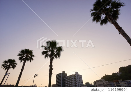 夕陽とシュロの木のシルエット 116199994