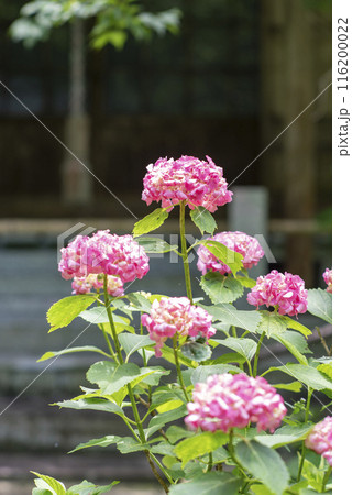 鎌倉246　妙法寺10　紫陽花 116200022