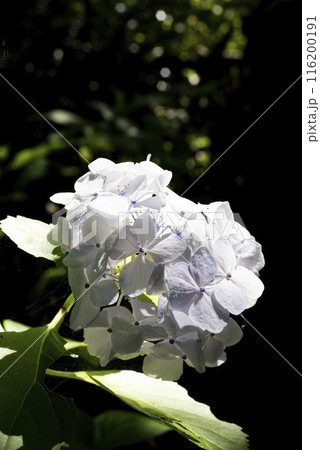 鎌倉246　安国論寺1　紫陽花 116200191
