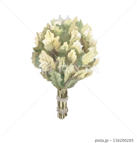 Oak broom in watercolor illustration on a white background. Hand-drawn illustration of a bouquet of oak for advertising spas, baths, saunas, beauty salons 116200285