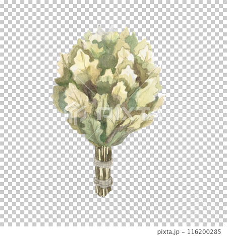 Oak broom in watercolor illustration on a white background. Hand-drawn illustration of a bouquet of oak for advertising spas, baths, saunas, beauty salons 116200285