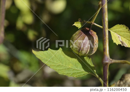 Tomatillo Tomatillo 116200450
