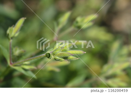 Soapwort Max Frei Soapwort Max Frei 116200459