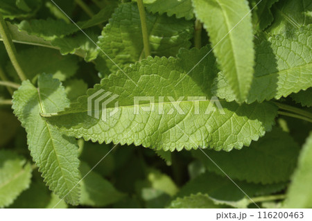 Common hedgenettle 116200463