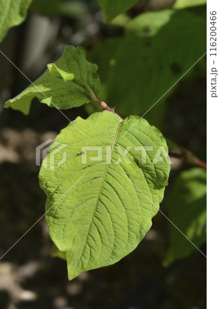 Japanese knotweed 116200466