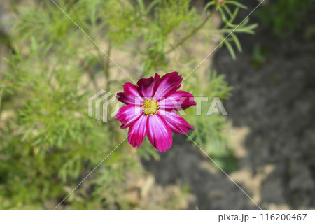 Cosmos Tetra Versailles Rose Edge 116200467