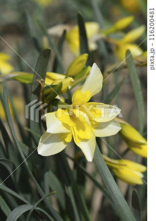 Butterfly Daffodil Smiling Twin Butterfly Daffodil Smiling Twin 116200481