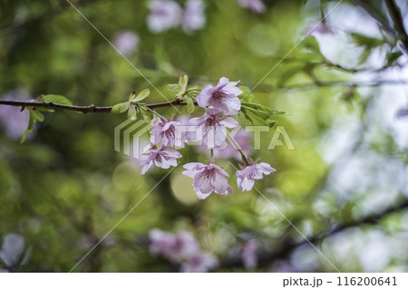 那智山の桜 116200641