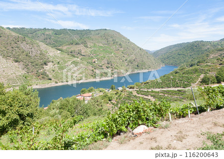 Vineyards landscape from Ribeira Sacra wine area, Galicia, Spain 116200643