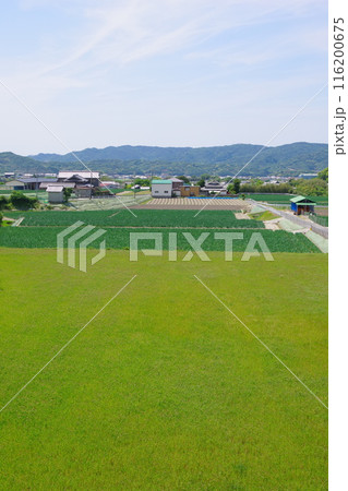 兵庫県淡路島　賀集周辺の風景 116200675