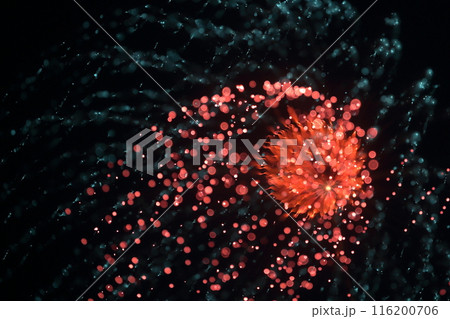 夜空を照らす花火 116200706