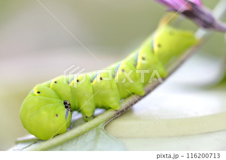 スズメガの幼虫　メンガタスズメ 116200713