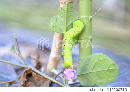 スズメガの幼虫 メンガタスズメ スズメガの幼虫 メンガタスズメ 116200716