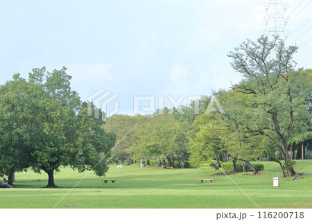 緑が広がる公園とベンチ 116200718