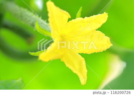 キュウリ 開花した夏野菜の花 キュウリ 開花した夏野菜の花 116200726