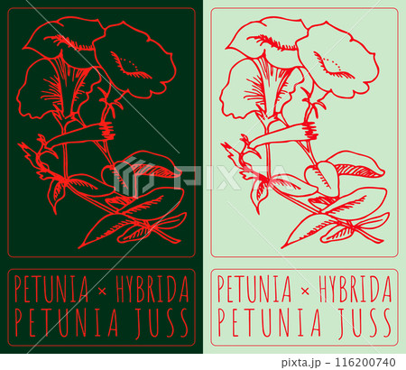 Vector drawing PETUNIA HYBRIDA. Hand drawn illustration. The Latin name is PETUNIA JUSS 116200740