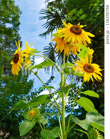 ヒマワリ 116200766