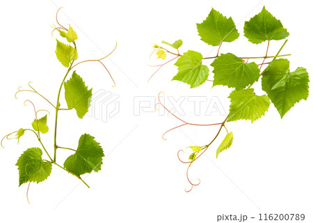 Collage of vine leaves on white. Pattern of vine leaves. Free space for text. 116200789