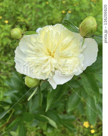庭に咲く可憐な白いシャクヤクの花 116200820