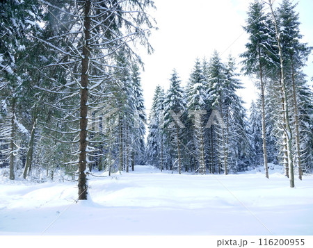 A snowy forest with trees covered in snow 116200955