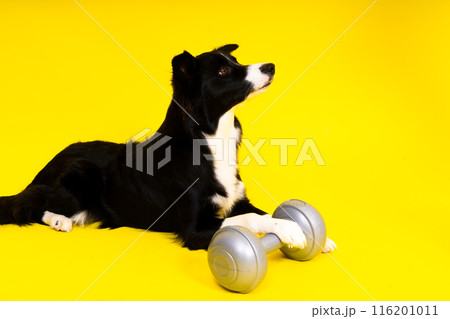 A border collie dog with dumbbell in front of yellow background A border collie dog with dumbbell in front of yellow background 116201011