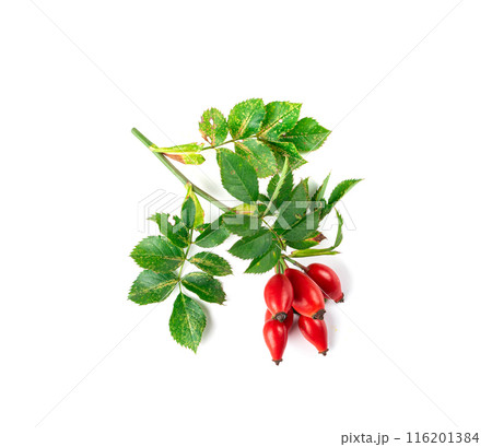 Wild Rose Twig Isolated, Rose Hip Branch with Red Berries, Rosehip Fruits and Leaves, Dog Rose Sprig 116201384