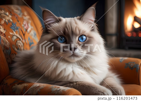 cute Ragdoll cat lies in a chair by the fireplace 116201473