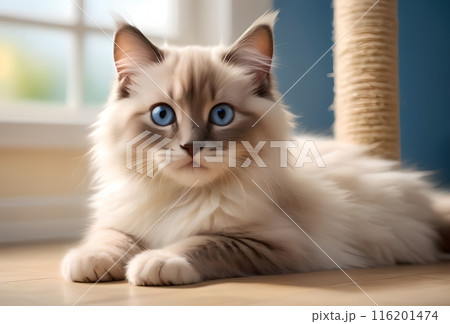 portrait of a beautiful domestic cat, purebred Ragdoll 116201474