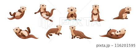 Sea Otter as Marine Mammal and Aquatic Creature with Brown Coat and Long Tail Vector Set Sea Otter as Marine Mammal and Aquatic Creature with Brown Coat and Long Tail Vector Set 116201595