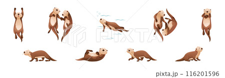 Sea Otter as Marine Mammal and Aquatic Creature with Brown Coat and Long Tail Vector Set 116201596