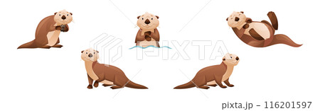 Sea Otter as Marine Mammal and Aquatic Creature with Brown Coat and Long Tail Vector Set Sea Otter as Marine Mammal and Aquatic Creature with Brown Coat and Long Tail Vector Set 116201597