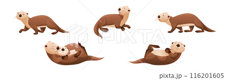 Sea Otter as Marine Mammal and Aquatic Creature with Brown Coat and Long Tail Vector Set Sea Otter as Marine Mammal and Aquatic Creature with Brown Coat and Long Tail Vector Set 116201605