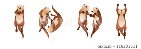 Sea Otter as Marine Mammal and Aquatic Creature with Brown Coat and Long Tail Vector Set 116201611
