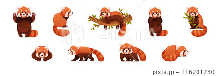Adorable Red Panda as Small Fluffy Mammal with Dense Reddish-brown Fur and Ringed Tail in Different Pose Vector Set Adorable Red Panda as Small Fluffy Mammal with Dense Reddish-brown Fur and Ringed Tail in Different Pose Vector Set 116201730
