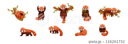 Adorable Red Panda as Small Fluffy Mammal with Dense Reddish-brown Fur and Ringed Tail in Different Pose Vector Set Adorable Red Panda as Small Fluffy Mammal with Dense Reddish-brown Fur and Ringed Tail in Different Pose Vector Set 116201732