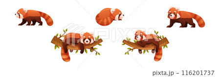 Adorable Red Panda as Small Fluffy Mammal with Dense Reddish-brown Fur and Ringed Tail in Different Pose Vector Set 116201737