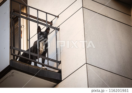 Black Pitbull on balcony on building corner Black Pitbull on balcony on building corner 116201981