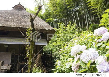 紫陽花と茅葺屋根と織姫と彦星 116202137