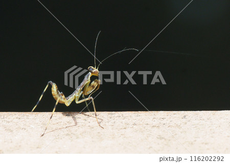 ハラビロカマキリの幼虫 ハラビロカマキリの幼虫 116202292