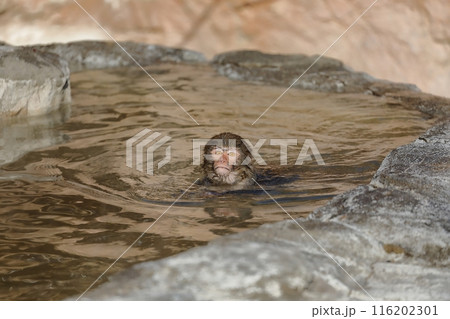 温泉で顔を出して泳ぐアカゲザルの子供 116202301