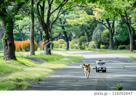 柴犬を散歩に連れて行くペットロボット_3 116202647