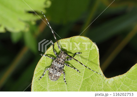 カタジロゴマフカミキリ 116202753