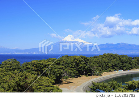 駿河湾に浮かぶ富士山 116202782