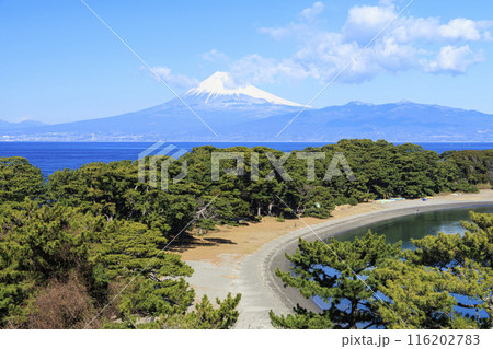 駿河湾に浮かぶ富士山 116202783