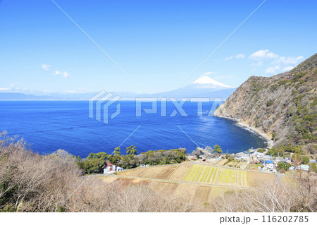 駿河湾に浮かぶ富士山 駿河湾に浮かぶ富士山 116202785