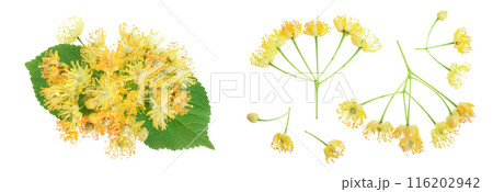 Linden flowers with leaf isolated on white background 116202942