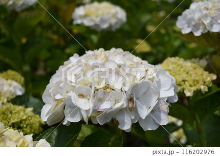 パールホワイト(アジサイ) パールホワイト(アジサイ) 116202976
