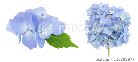 Blue Hydrangea flower isolated on white background 116202977